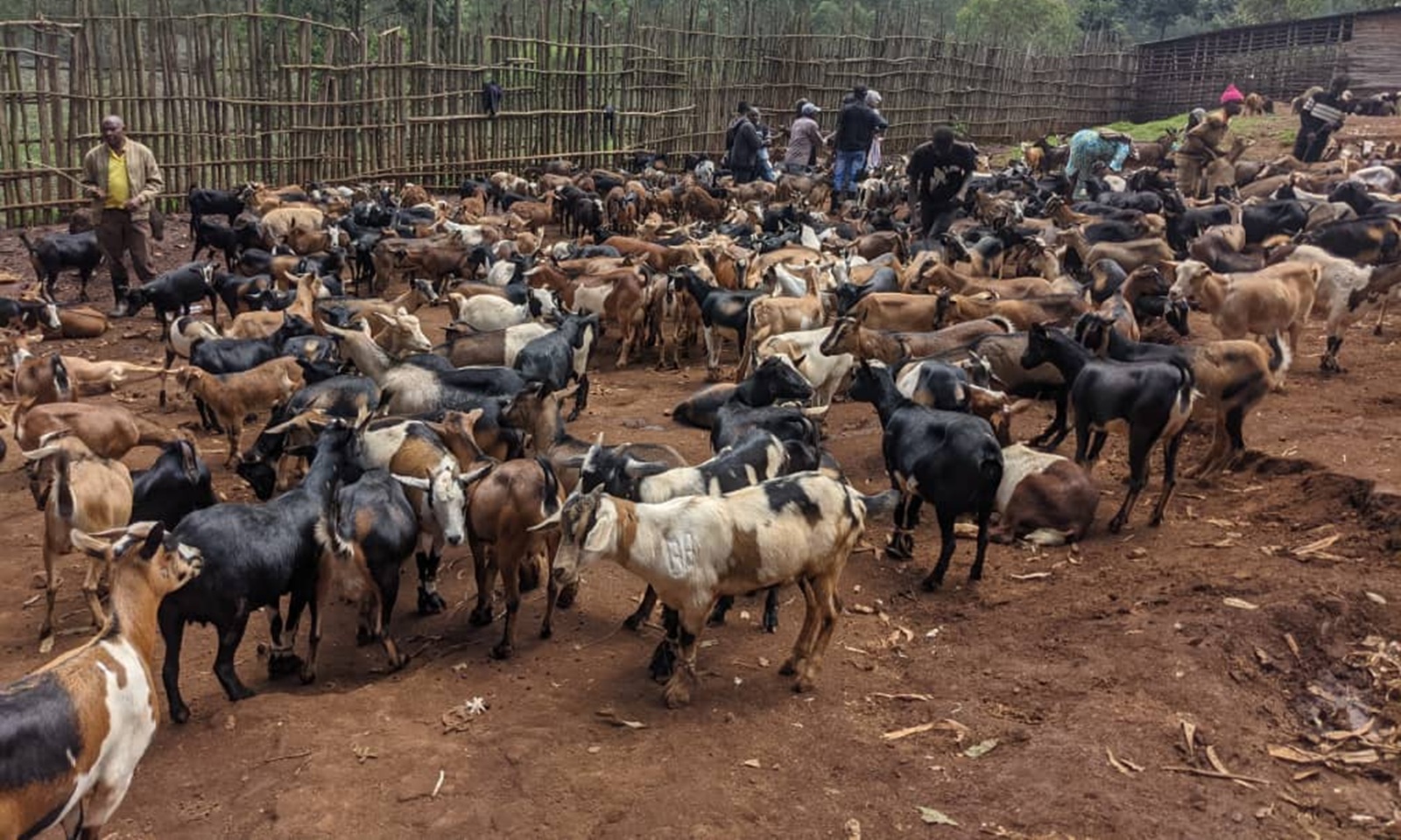 Rusizi: Ihene y’iminsi mikuru irakosha, hari n’igura 160.000 Frw 
