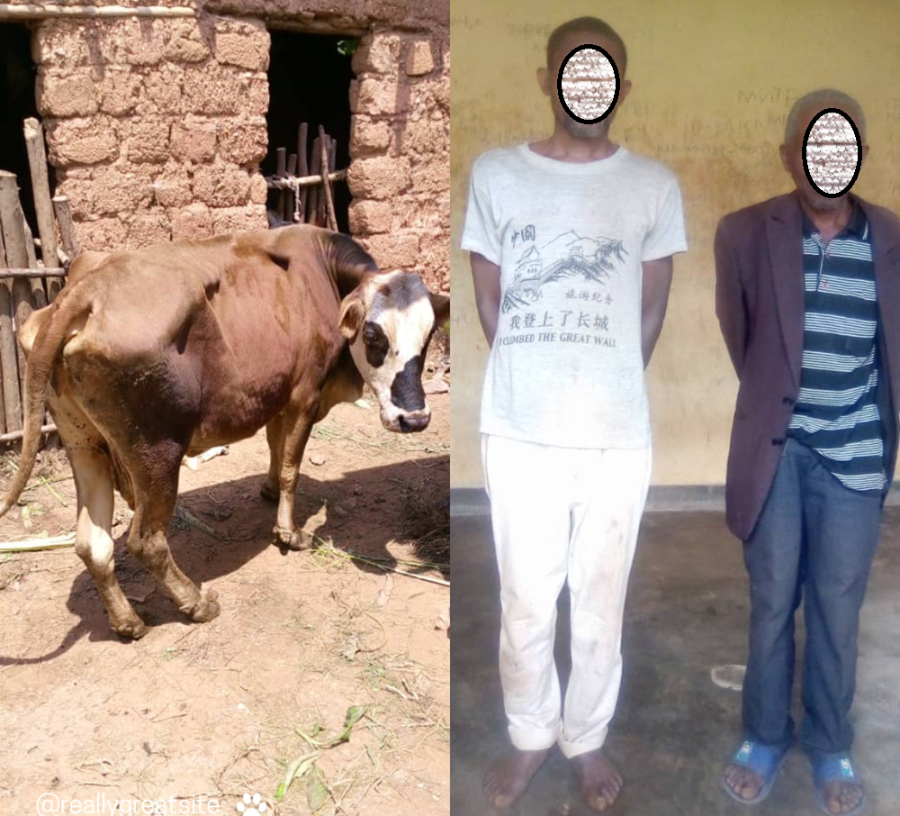 Muhanga: Babiri bafatanywe inka 1 muri ebyiri zibwe