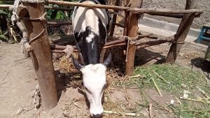 Karongi: Barembejwe n’ubujura bw’amatungo bavuga ko yibwa n’abatenezi