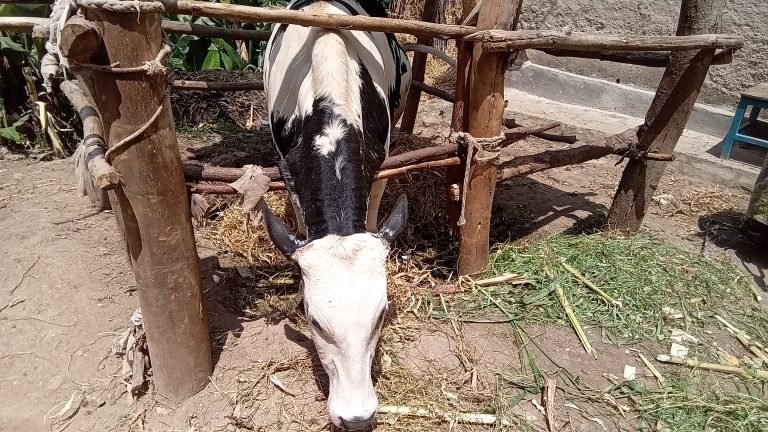 Karongi: Barembejwe n’ubujura bw’amatungo bavuga ko yibwa n’abatenezi