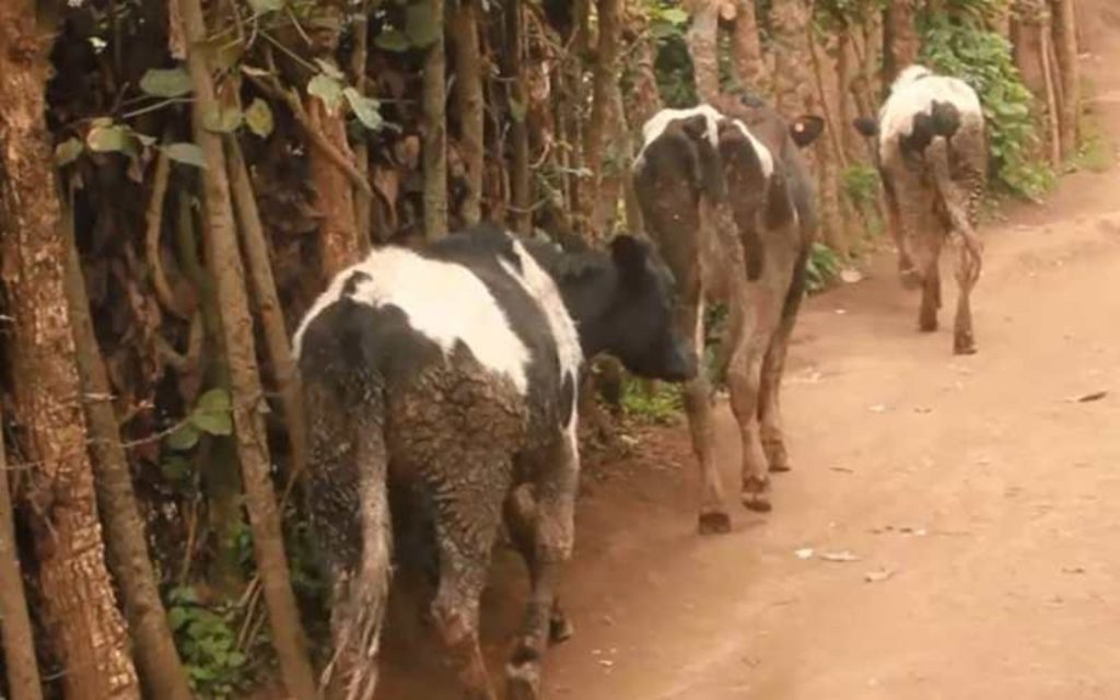 Nyabihu: Baraza inka mu ruganiriro kubera abajura babazengereje