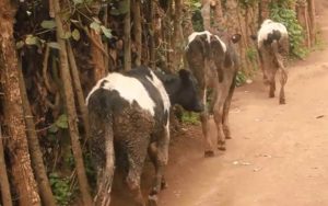 Nyabihu: Baraza inka mu ruganiriro kubera abajura babazengereje