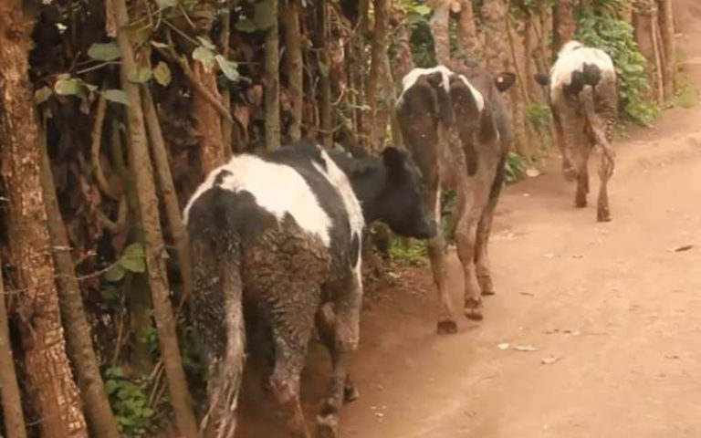 Nyabihu: Baraza inka mu ruganiriro kubera abajura babazengereje