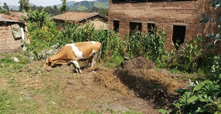 Nyabihu: Batewe inkeke n’inyamaswa zibamariye amatungo