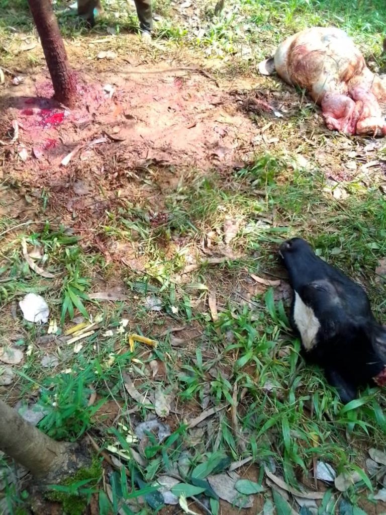 Rutsiro: 5 batawe muri yombi bakekwaho kwiba inka bakayibagira mu ishyamba