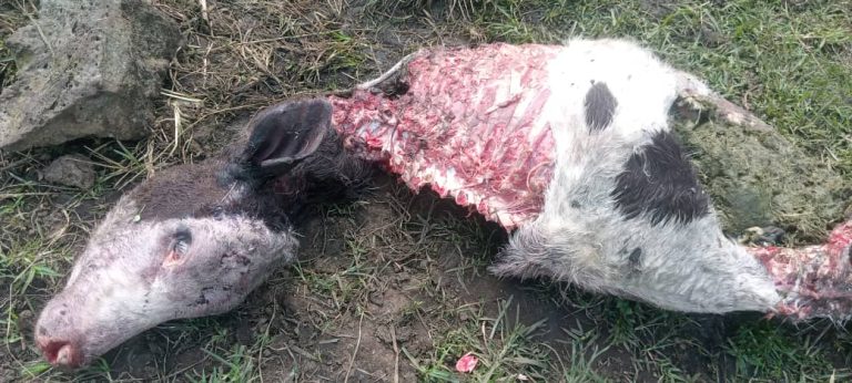 Nyabihu: Inka yabagiwe mu kigo cy’ishuri n’abajura 3 batabwa muri yombi