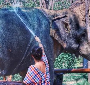 Thailand: Inzovu yagize ‘stress’ yica umukobwa wayikarabyaga