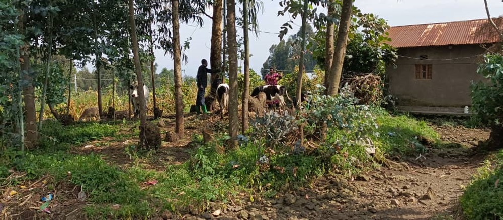Musanze: Abaturage batunga agatoki abakomisiyoneri mu bujura bw’inka