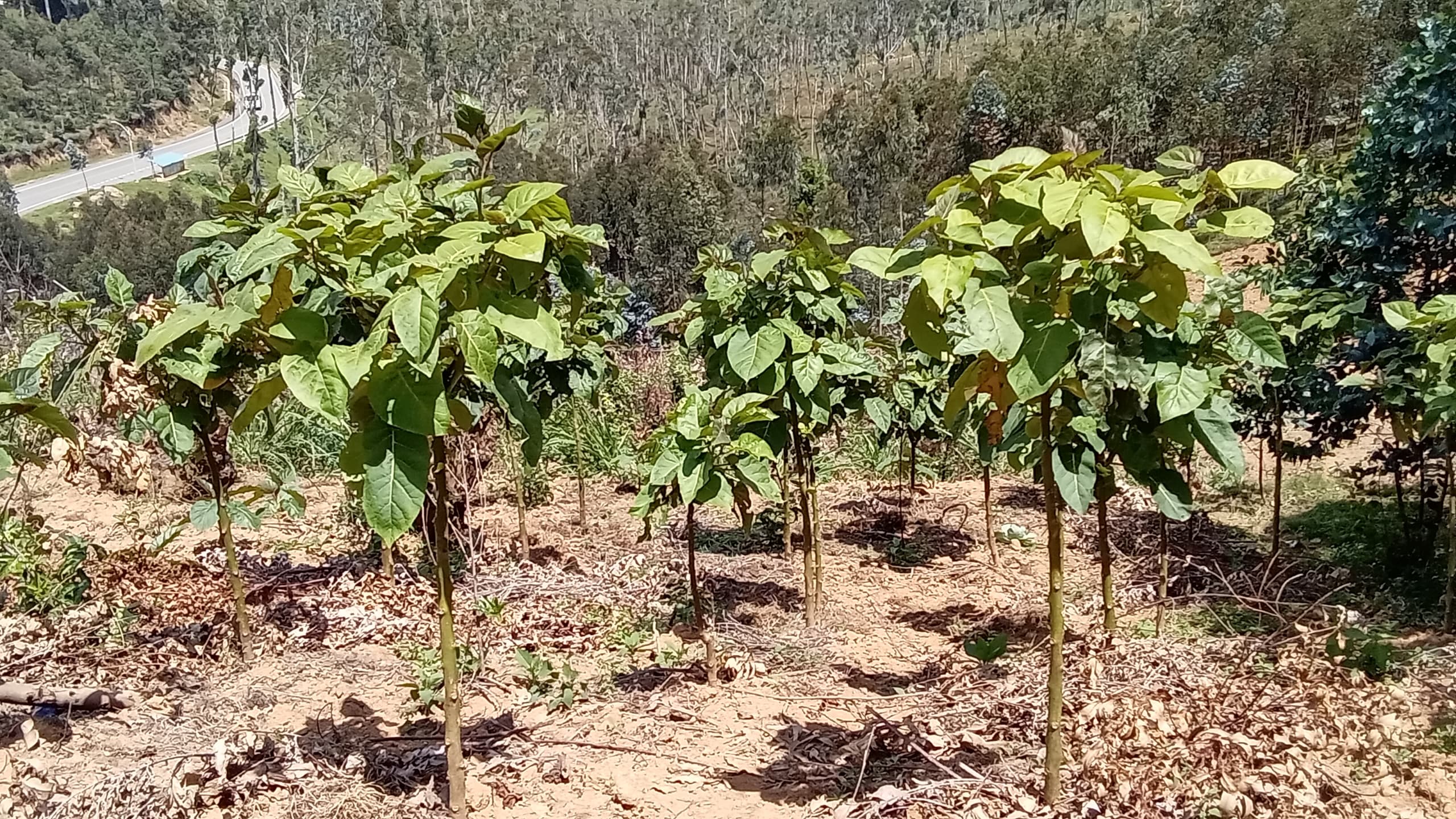 Ubuhinzi bw’ibinyomoro bumuhemba arenga 2 000 000Frw uko asaruye