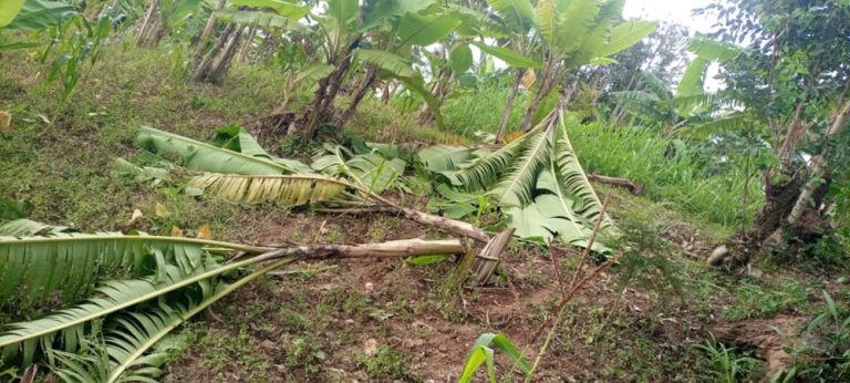 Karongi: Batemye insina z’umuturage barangije bashingamo umusaraba