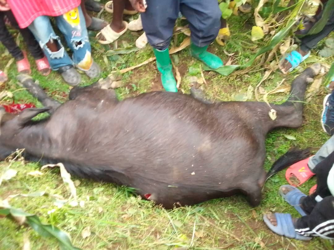 Musanze: Imbogo 2 ziraye mu baturage ziraraswa