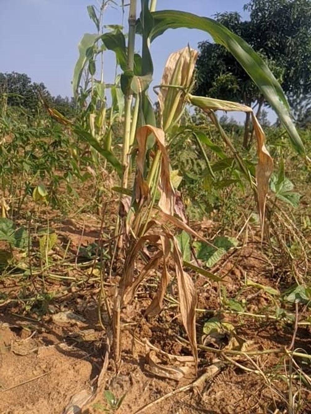 Bugesera: Rweru: Izuba ryatumye imyaka yabo irumba