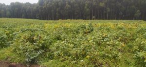 Rubavu: Ubuhamya bw’abazinutswe gufumbiza umwanda wo mu musarani