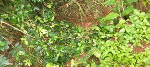 Nyamasheke: Abataramenyekana biraye mu ikawa z’Umukuru w’Umudugudu barazangiza