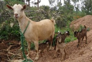 Karongi: Umuturage yibwe ihene 4 bazibagira inyuma y’urugo rwe