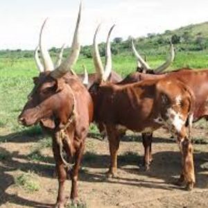 Karongi: Umuco wo gushyingira umukobwa agaherekezwa n’inka wazatera kugumirwa