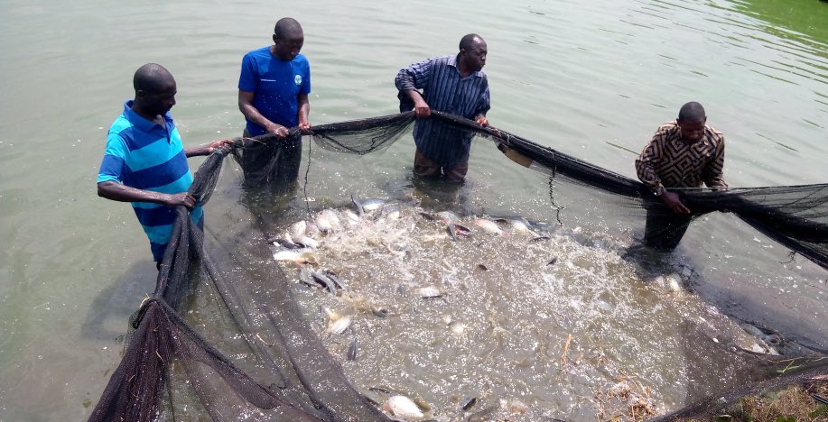 Nyagatare: Ubworozi bw’amafi muri Tabagwe babwitezeho ubuzima bwiza n’iterambere
