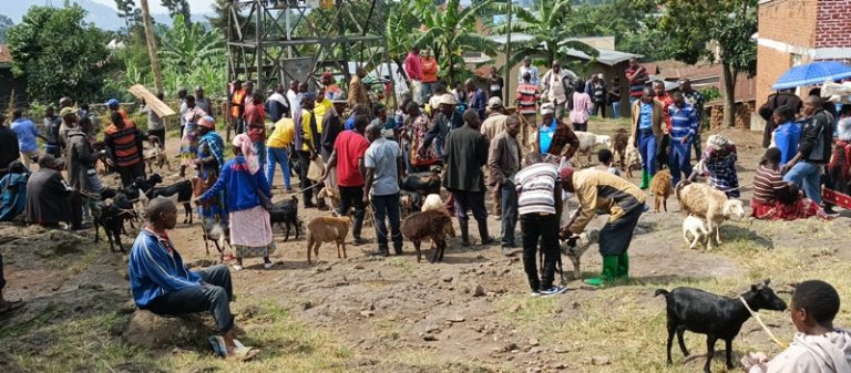 Burera: Gahunga babangamiwe no kutagira isoko ry’amatungo