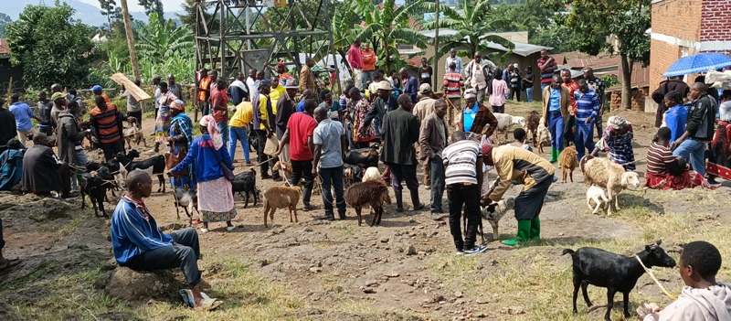 Burera: Gahunga babangamiwe no kutagira isoko ry’amatungo