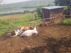 Polisi yatangiye iperereza ku muturage watemewe inka 6