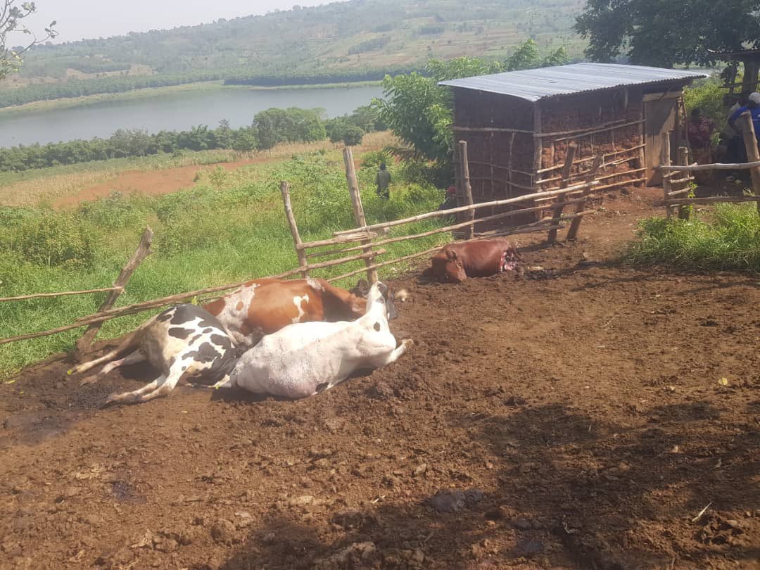 Polisi yatangiye iperereza ku muturage watemewe inka 6