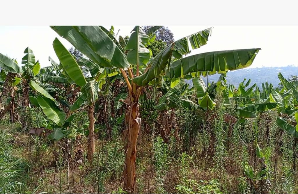 Kamonyi: Abahingaga urutoki nk’abahinga ibishyimbo bahinduye imyumvire