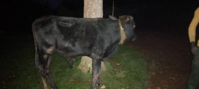 Rusizi: Bibye inka bafatishwa n’uwagombaga kuyibagurira