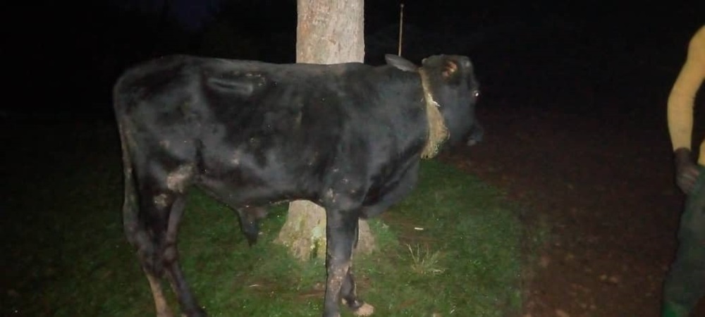 Rusizi: Bibye inka bafatishwa n’uwagombaga kuyibagurira