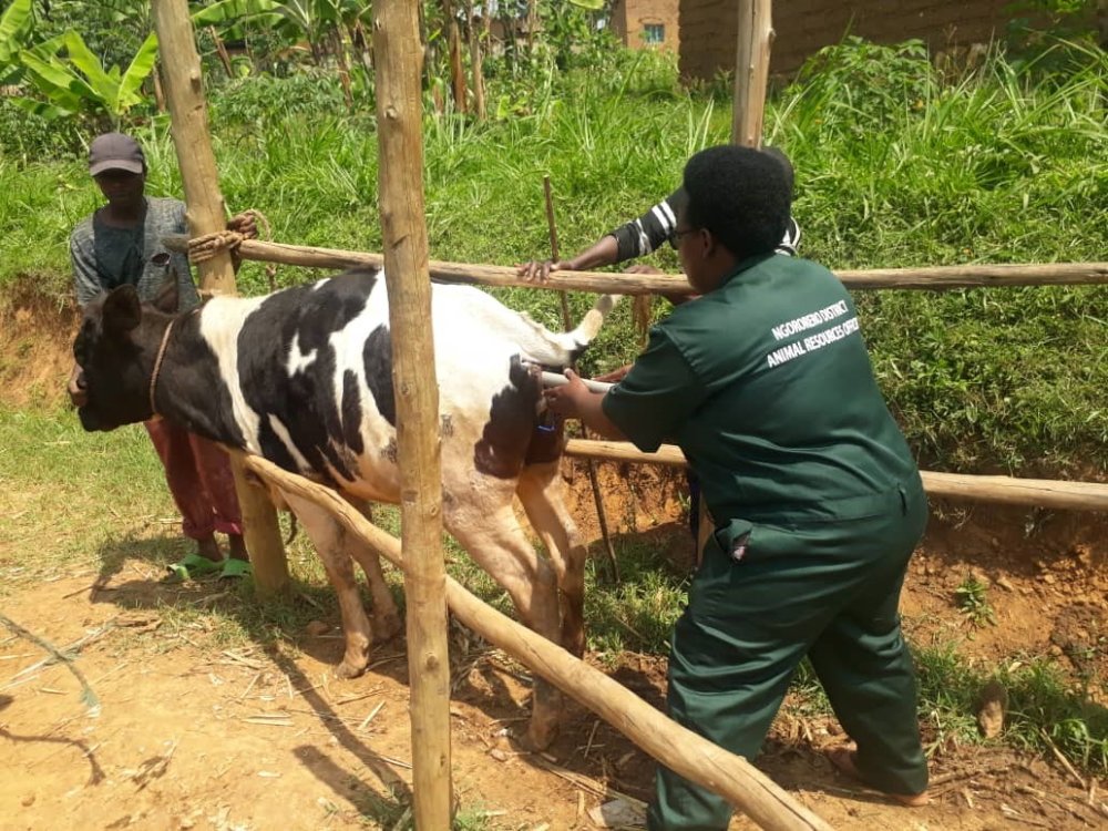 Abaganga b’amatungo barataka ibura ry’umwuka ubika intanga