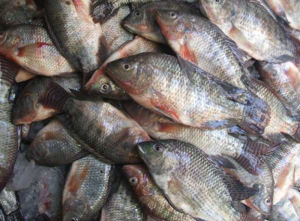 Amazi y’u Rwanda abereye amafi ariko umunyarwanda arya hafi 3,5Kg ku mwaka