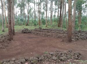 Musanze: &nbsp;Abasengera Ndabirambiwe babangamira amashyamba y’abaturage