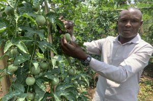 Uwaminuje mu mashanyarazi yagannye ubuhinzi bw’amatunda yizeyeho iterambere