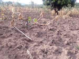 Kayonza: Bamaze imyaka itatu bateza kubera izuba ryacanye bakabura imvura