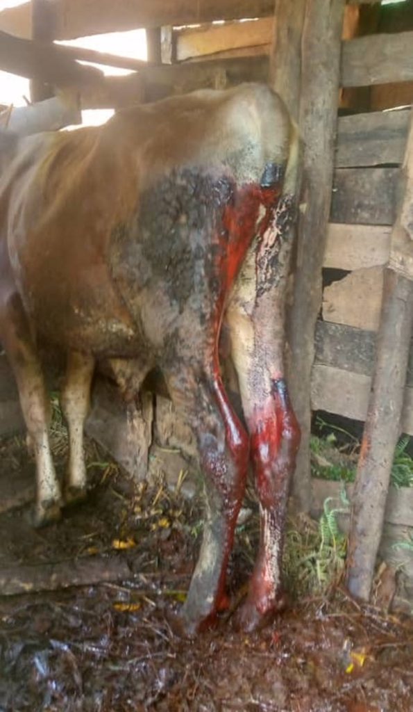Rusizi: Inka 5 z’abaturage batandukanye zatemwe ijoro rimwe, 5 batabwa muri yombi