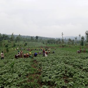 Nyagatare: Abagore biyubakiye inzu eshatu babikesha ubuhinzi bw’imboga