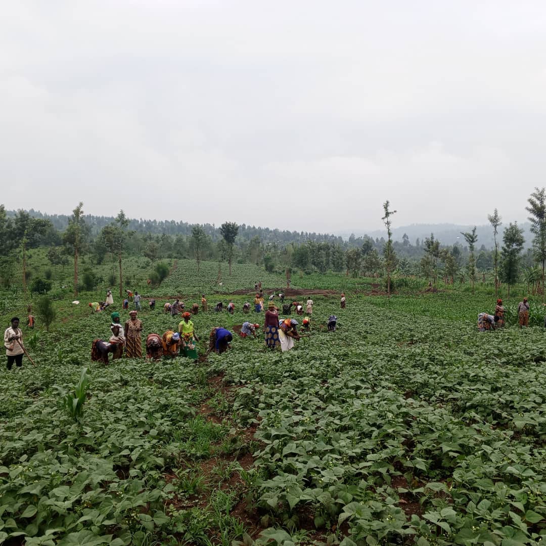 Nyagatare: Abagore biyubakiye inzu eshatu babikesha ubuhinzi bw’imboga