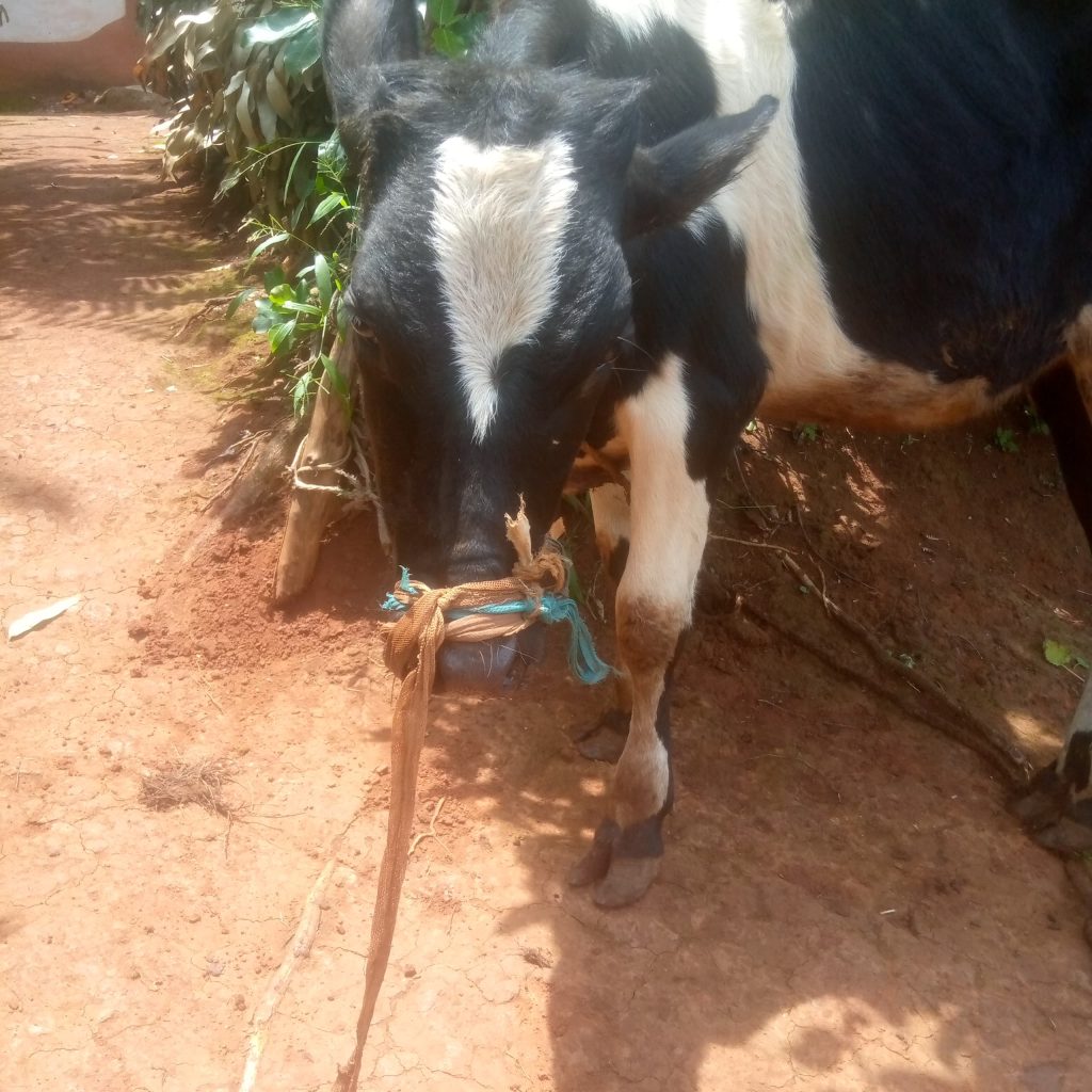 Rusizi: Yafatanywe inka mu nzu araramo avuga ko yayitoraguye mu muhanda