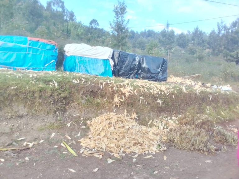 Muhanga: Yagwiriwe n’ubwanikiro bw’ibigori yarindaga arapfa&nbsp;