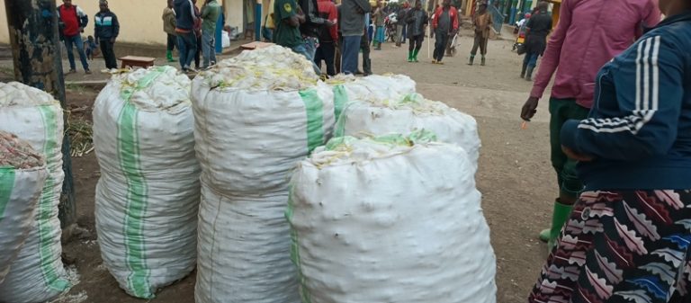Burera: Abahinzi b’ibitunguru barataka kubura isoko ry’umusaruro wabo