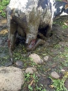 Musanze:  Nyange umuturage yabyutse asanga inka bayitemye amaguru