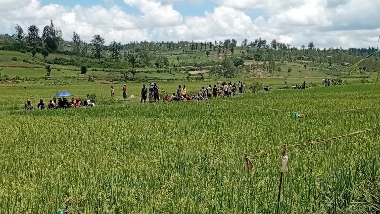 Ruhango: Hafashwe 3 bakekwaho urupfu rw’uwasanzwe mu gishanga warindaga ibisheke