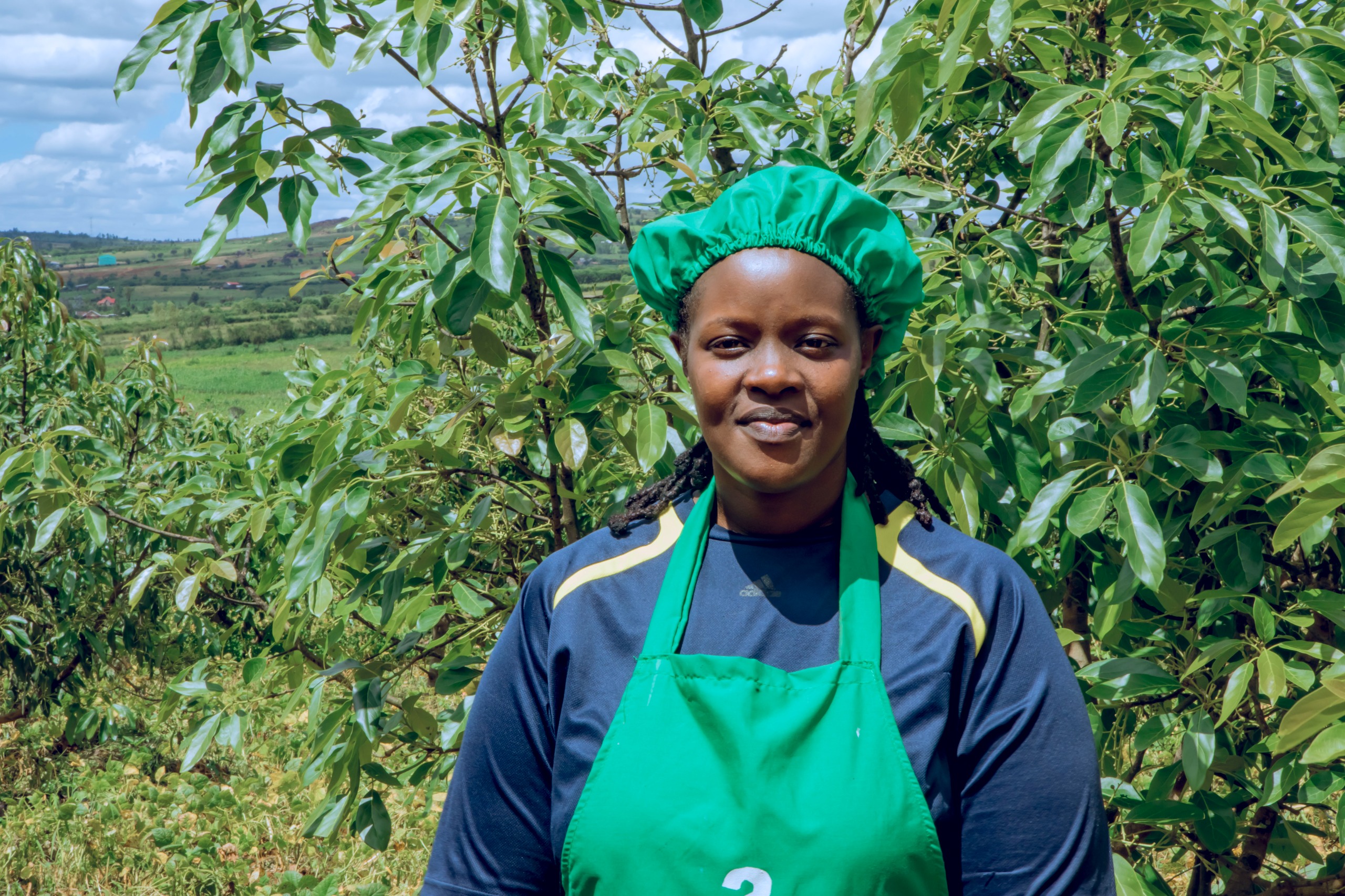 Nyagatare: Yatangiye gusarura amatoni ku biti 2000 by’avoka yahinze