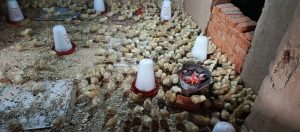 Karongi: Kutagira aho bagurira ibiryo by’amatungo biteza igihombo aborozi