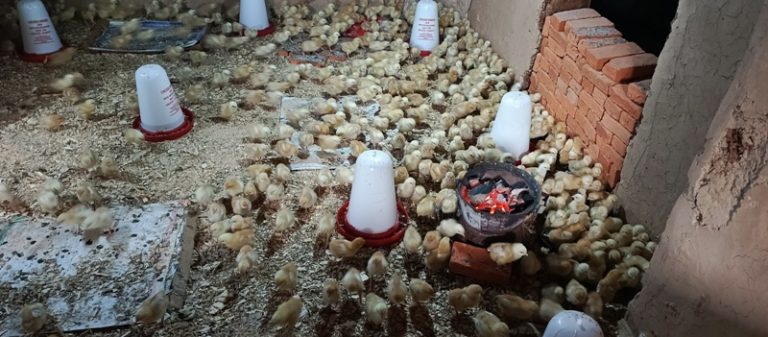 Karongi: Kutagira aho bagurira ibiryo by’amatungo biteza igihombo aborozi