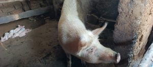 Musanze: Hari abahisemo kurarana n’amatungo kubera abajura