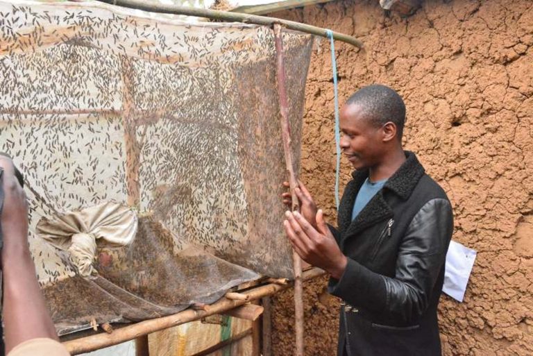 Gicumbi: Ubworozi bw’amasazi bumufasha kubona ibiryo by’amatungo