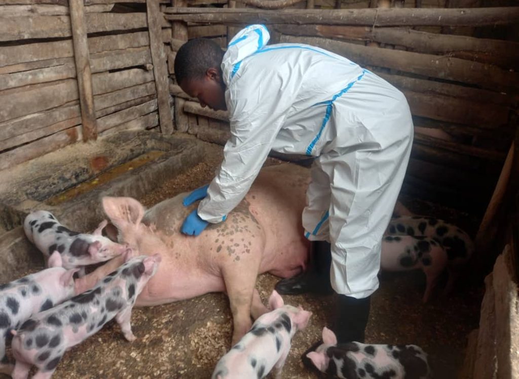 Rutsiro: Ingurube zisaga 5000 zirakingirwa indwara ya Muryamo
