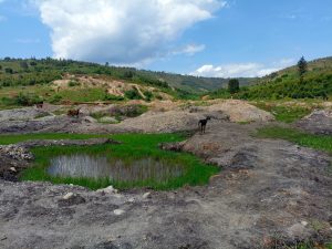 Kamonyi: Bashinja ‘Abahebyi’ kubangiriza imyaka yari kuri hegitari 20