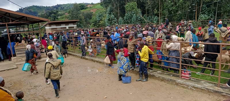 Ngororero: Aborozi bajyana amatungo mu isoko rya Kabaya barinubira gusora kabiri