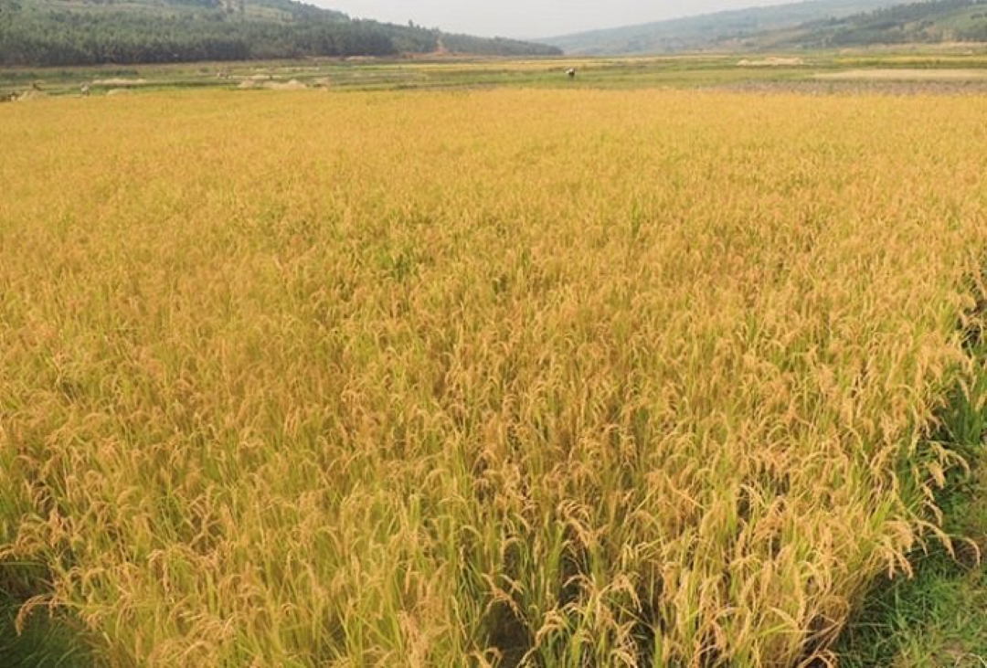 Hatangajwe igiciro cy’umuceri udatoneye ku gihembwe cy’ihinga B 2025